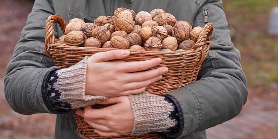 arms-holding-a-basket-full-of-walnuts.jpg