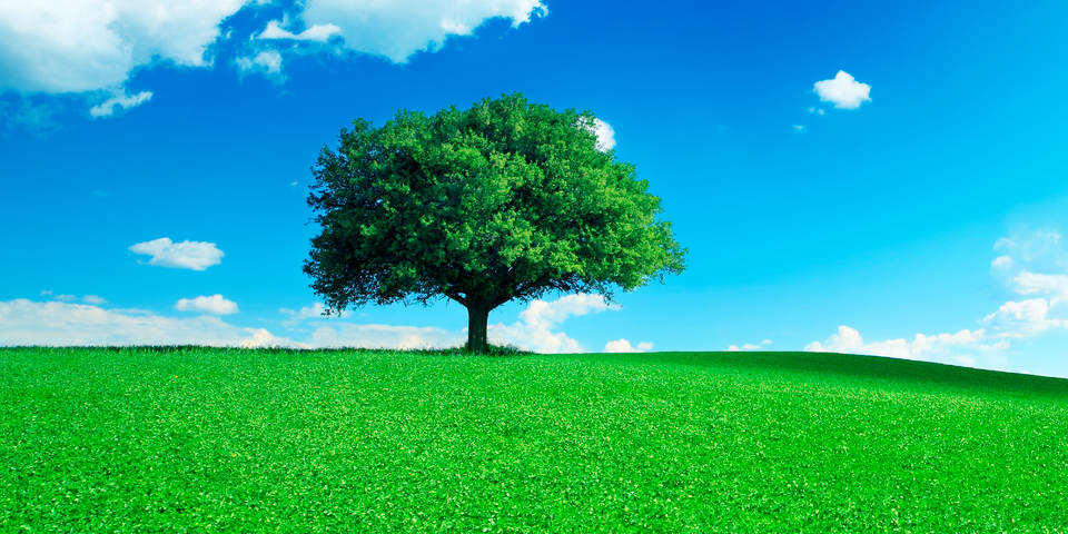 blue sky, one big tree in a green field